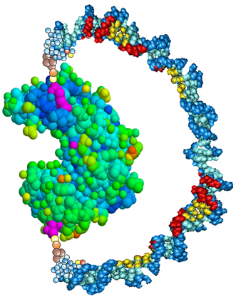 molecular spring